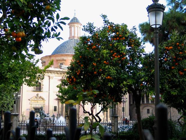 Orange grove