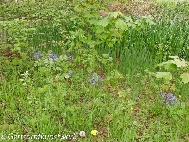 Bluebells