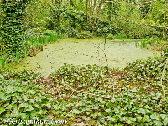 Green algae