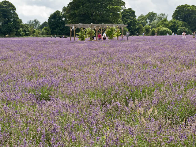 Mayfield lavender farm