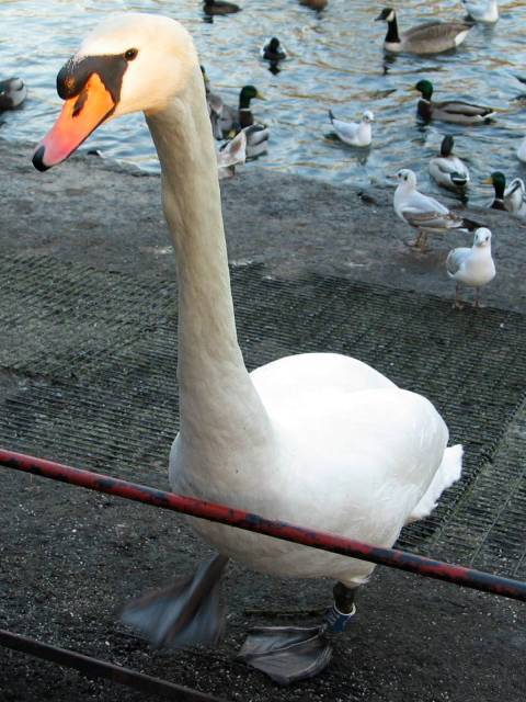 Giant swan